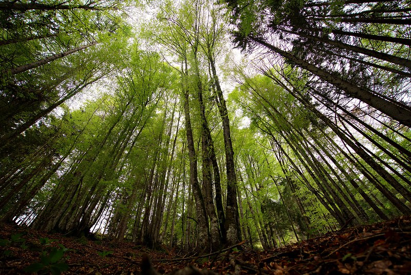Floresta - Fonte: Flickr