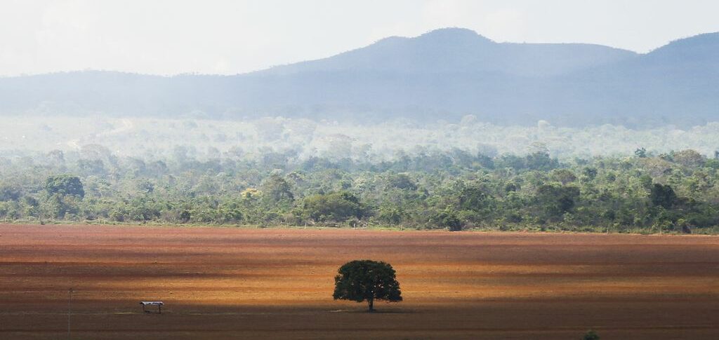 Cerrado