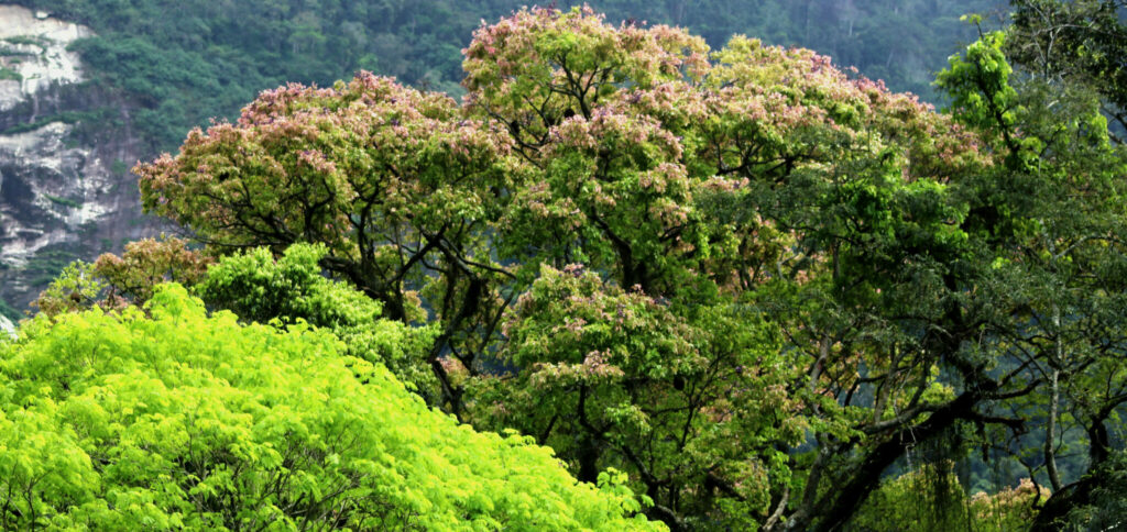 Mata Atlântica