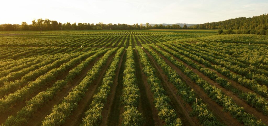 agricultura