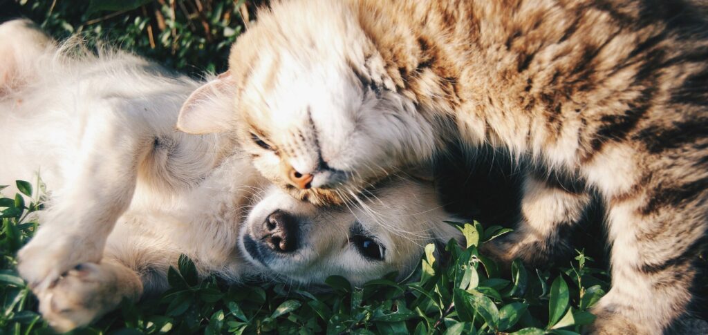 pets