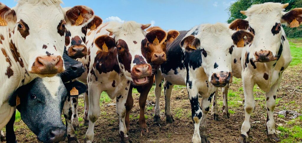 vacas