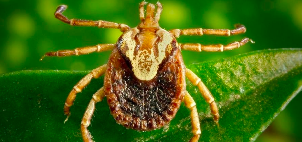 febre maculosa