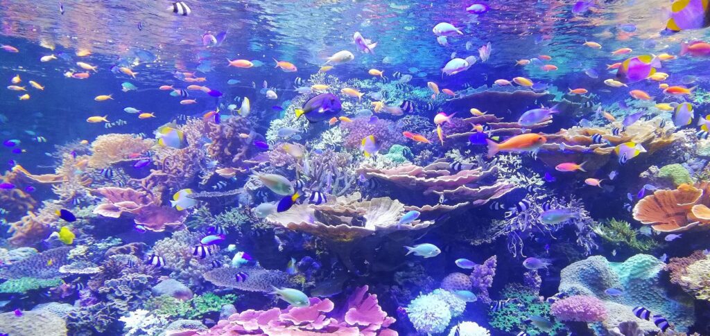 coral, fundo do mar