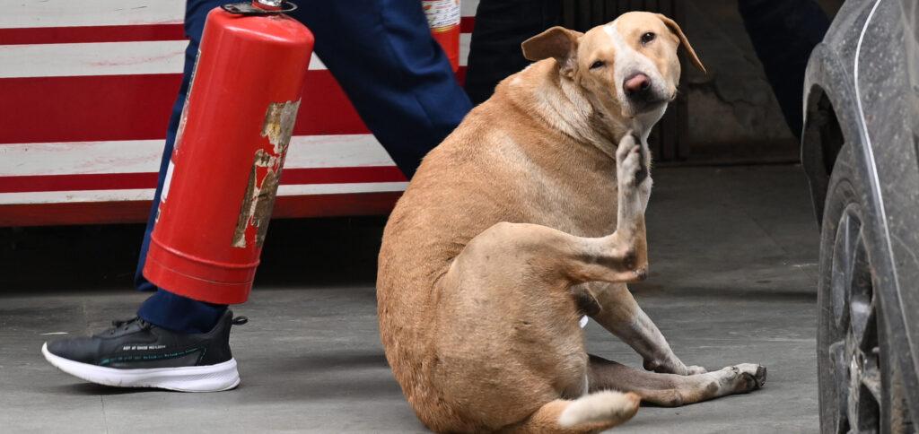 cachorro