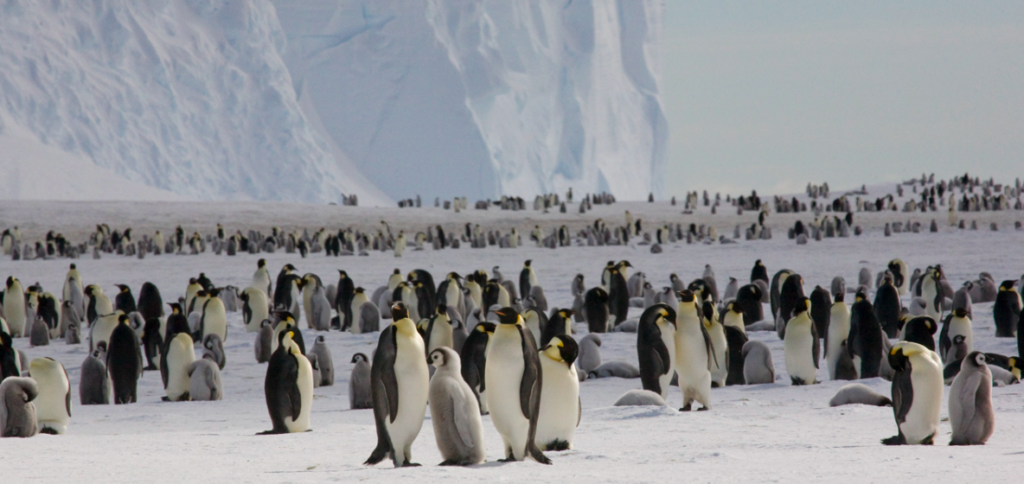 pinguim