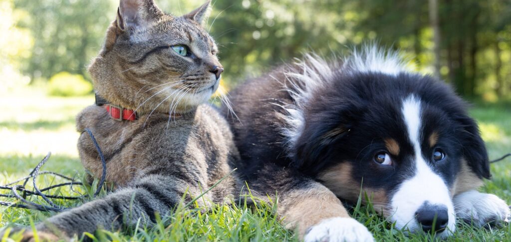 cão e gato